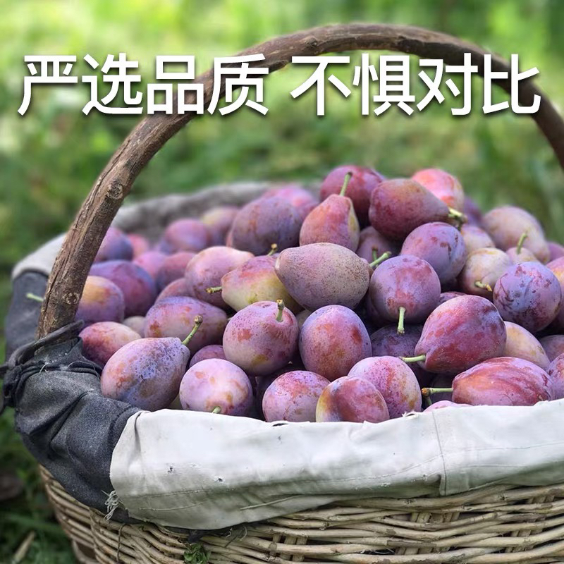 顺丰包邮  喀什伽师县法兰西西梅  净重2公斤