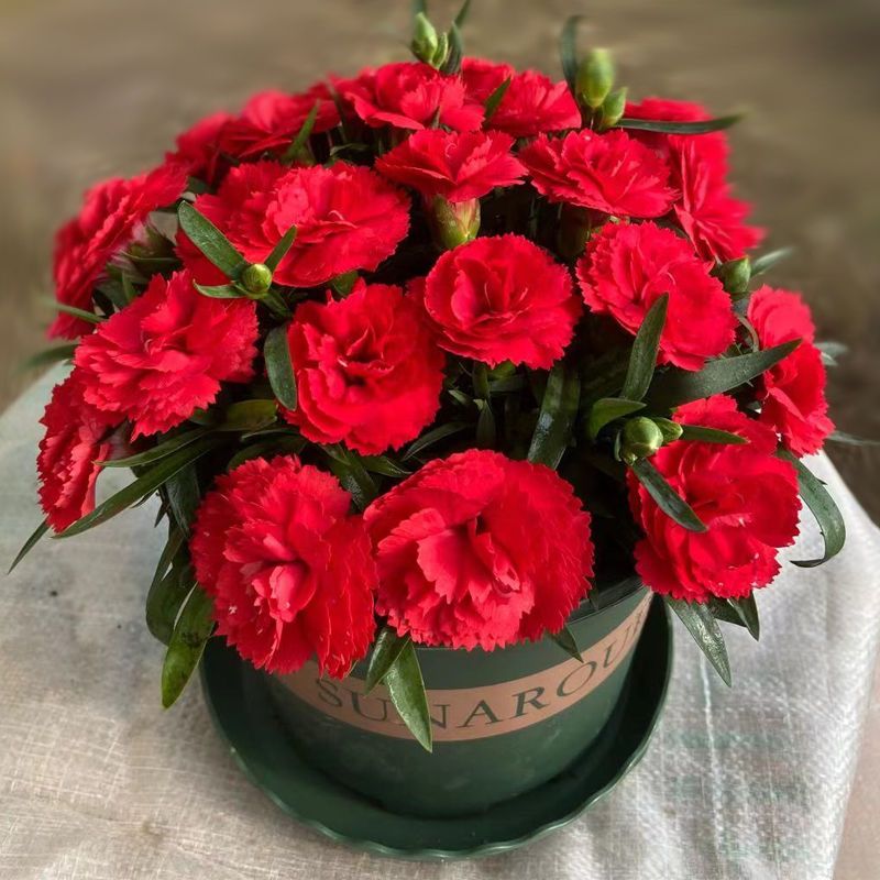 重瓣康乃馨大花四季开花活室内阳台庭院盆栽观赏花种籽