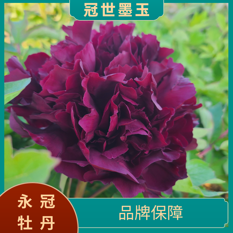 【冠世墨玉】洛阳精品地栽观赏牡丹  基地直发
