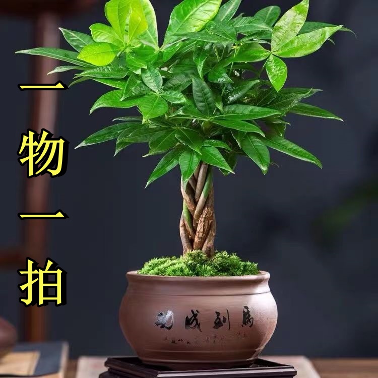 植果缘【一物】【一拍】盆栽地栽庭院阳台花盆南方北方栽种耐热耐旱