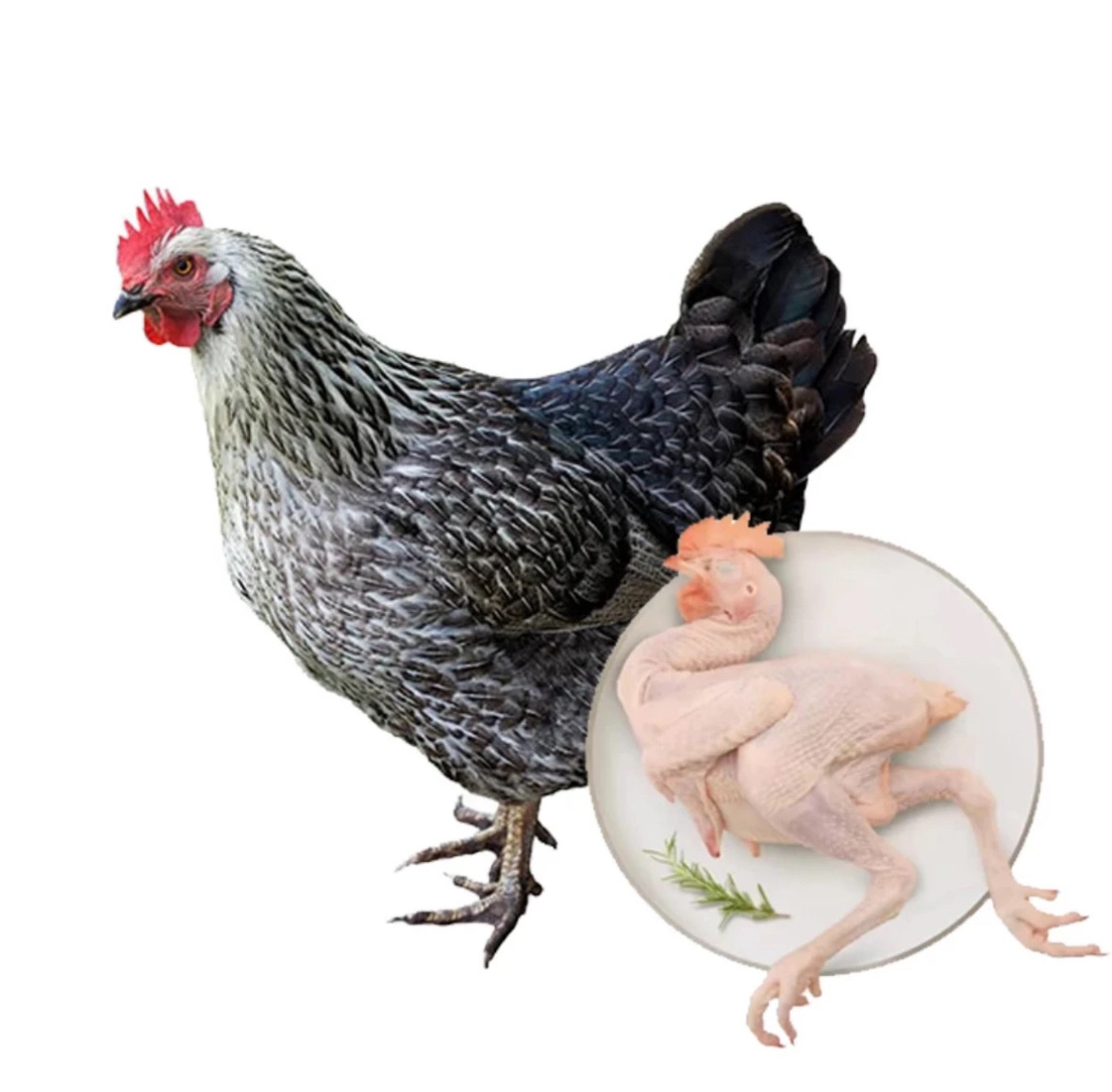 新鲜笼养小林鸡肉