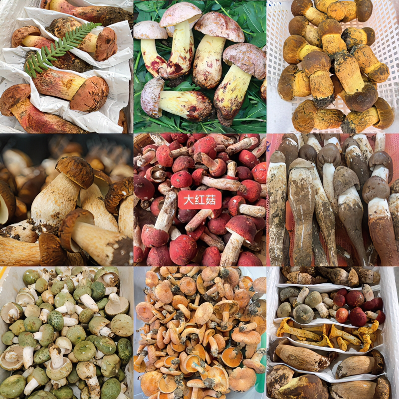 云南新鲜野生菌菇临时链接