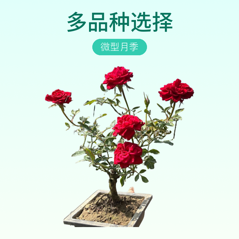 看选月季多品种以下图片