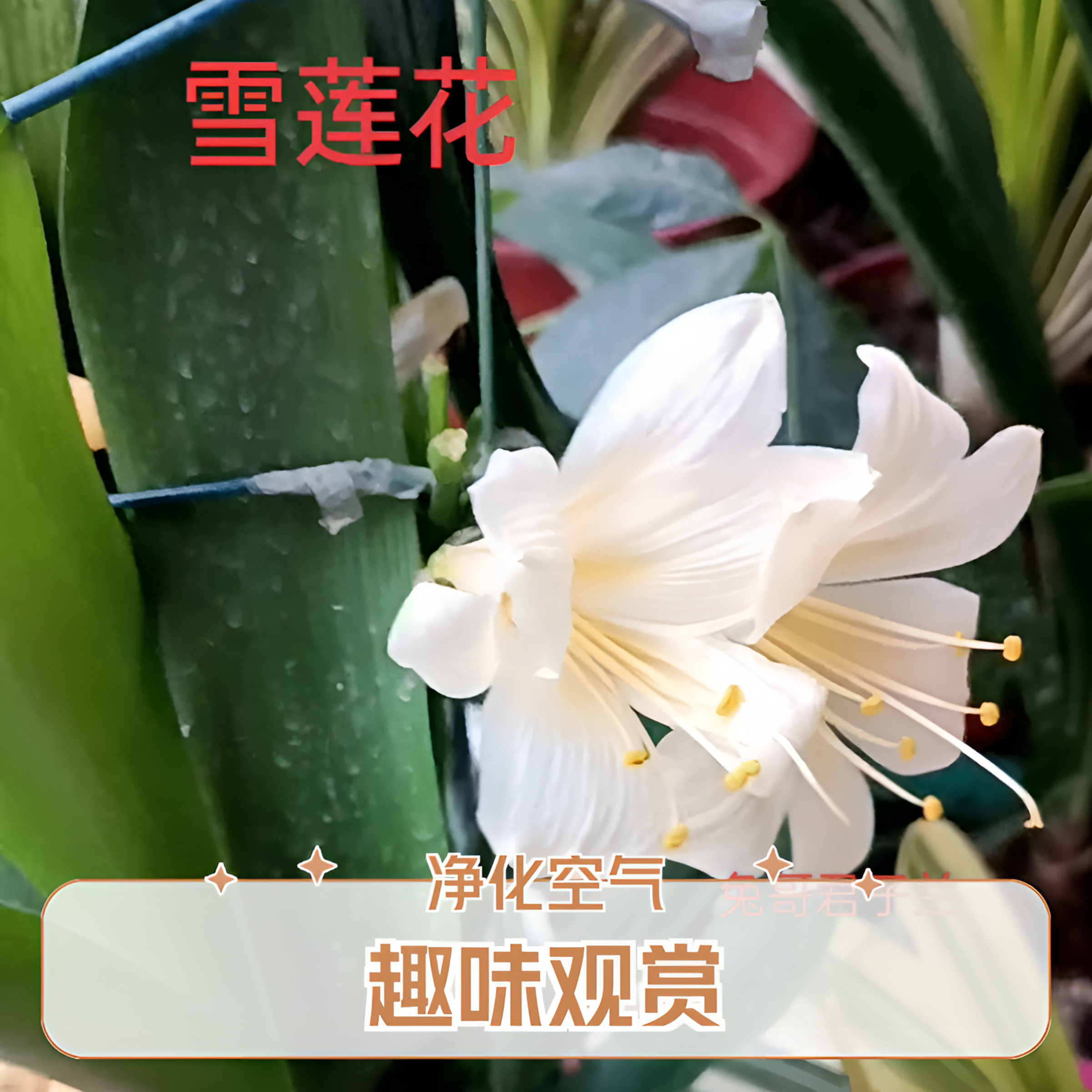 君子兰直播裸根实物彩兰兔哥君子兰油匠技师胜利红室内阳台深红