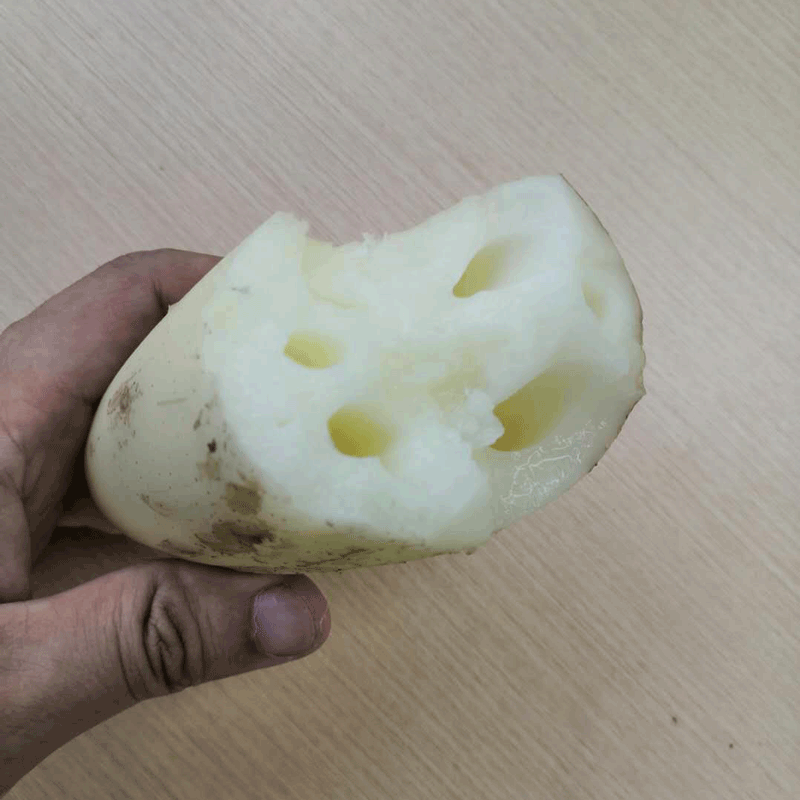 果心榴正宗洪湖莲藕藕头子小节藕3斤（5-9节）小藕卤藕 