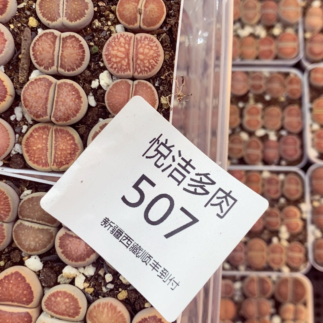 小*我也不知道为什么这么507