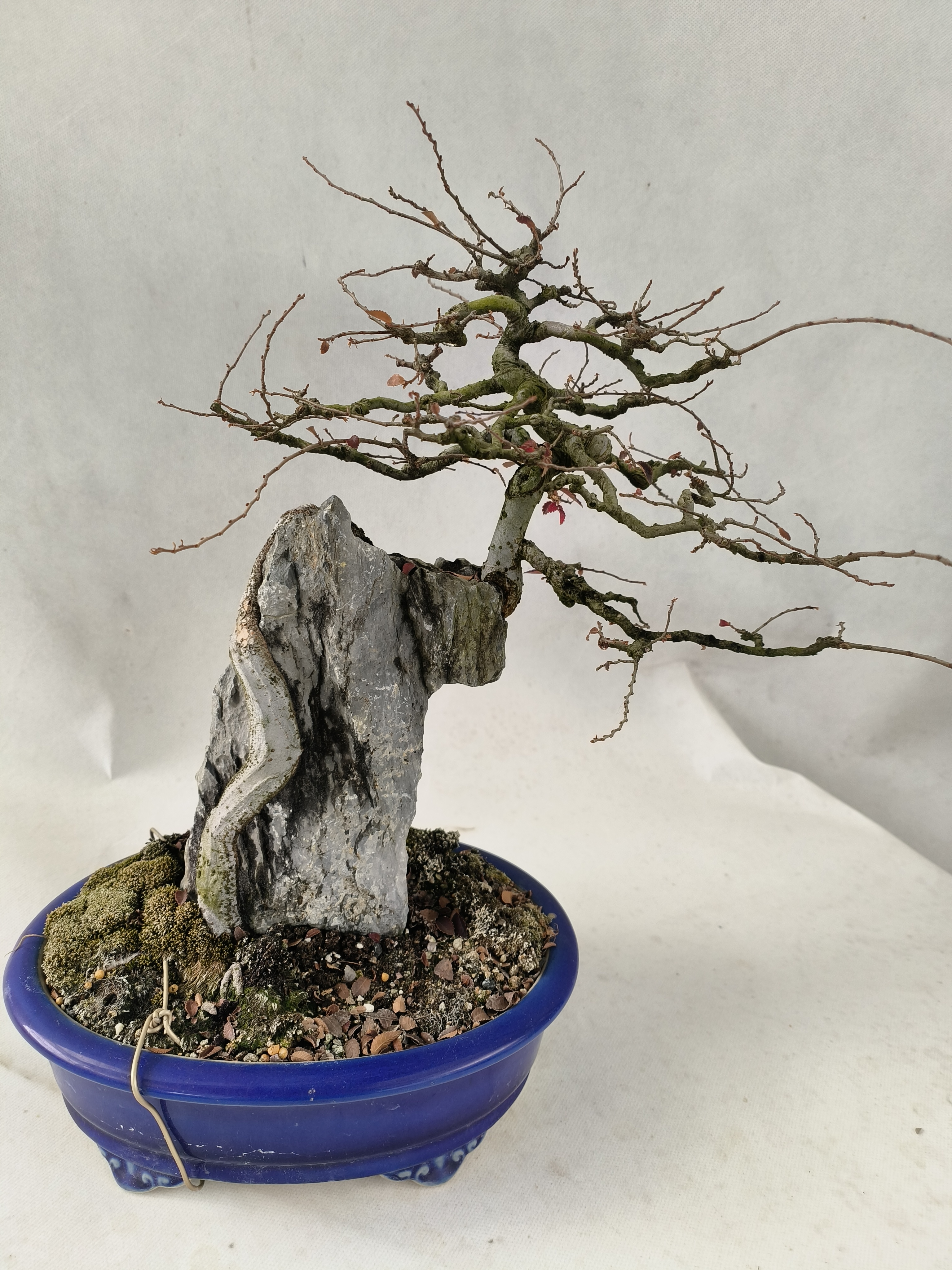  本链接只在直播期间使用（直播间一物一拍 附石榆树盆景杂木盆景