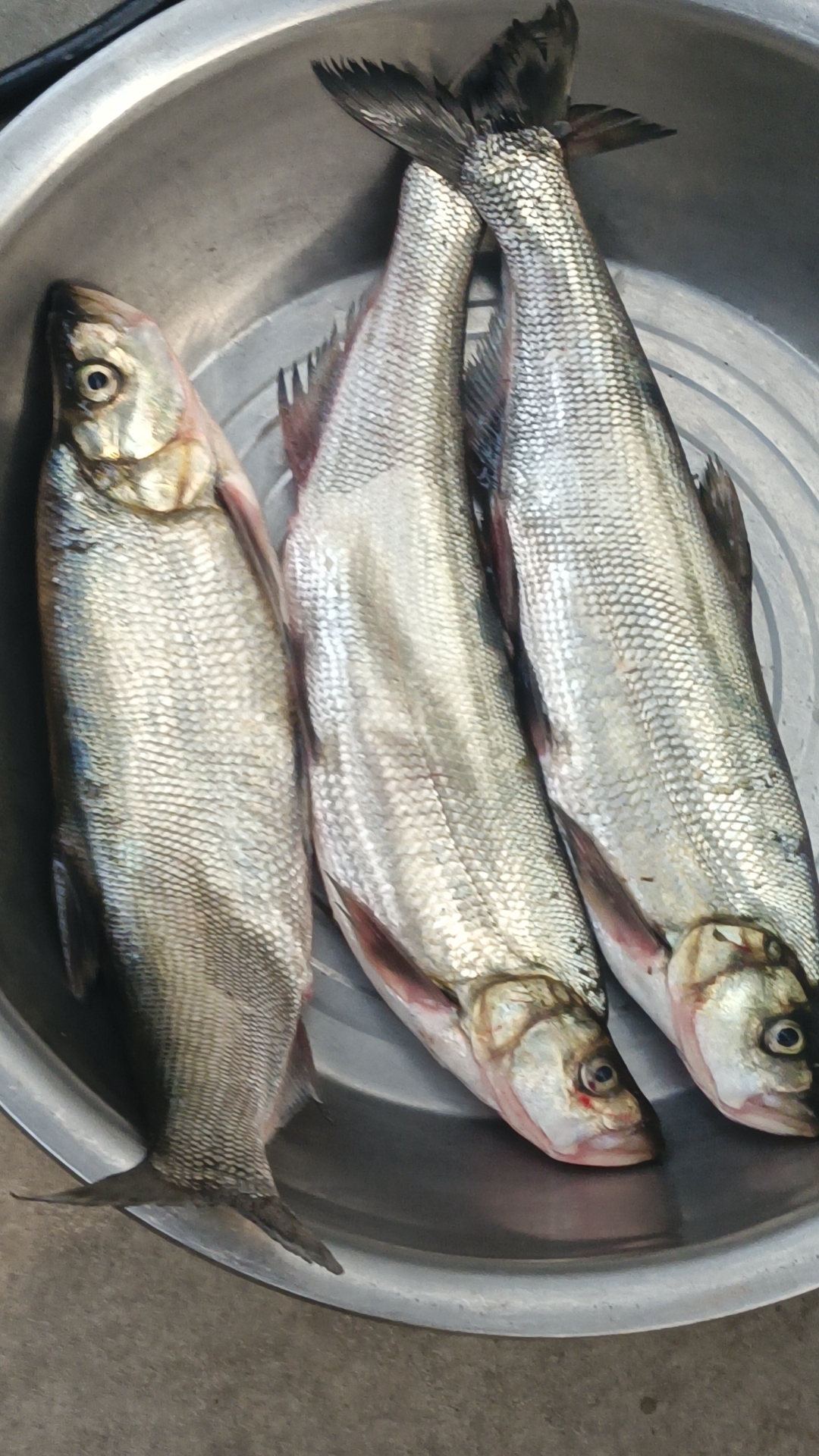 水库野生翘嘴白鱼5斤：京津冀以外不发货