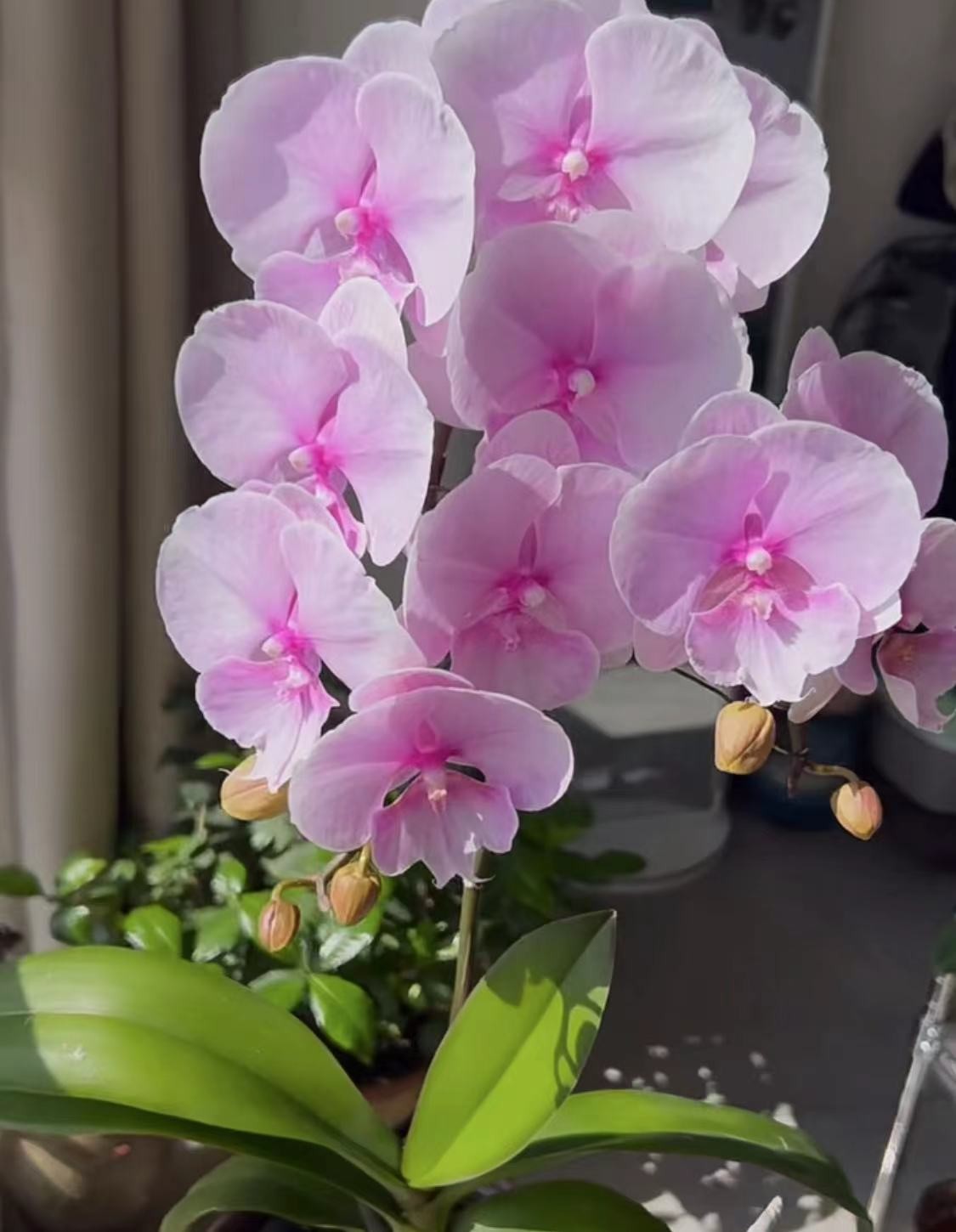 微瑕疵【粉迷雾】蝴蝶兰3.0加高杯苗子发货 【凑满2颗包邮发货】