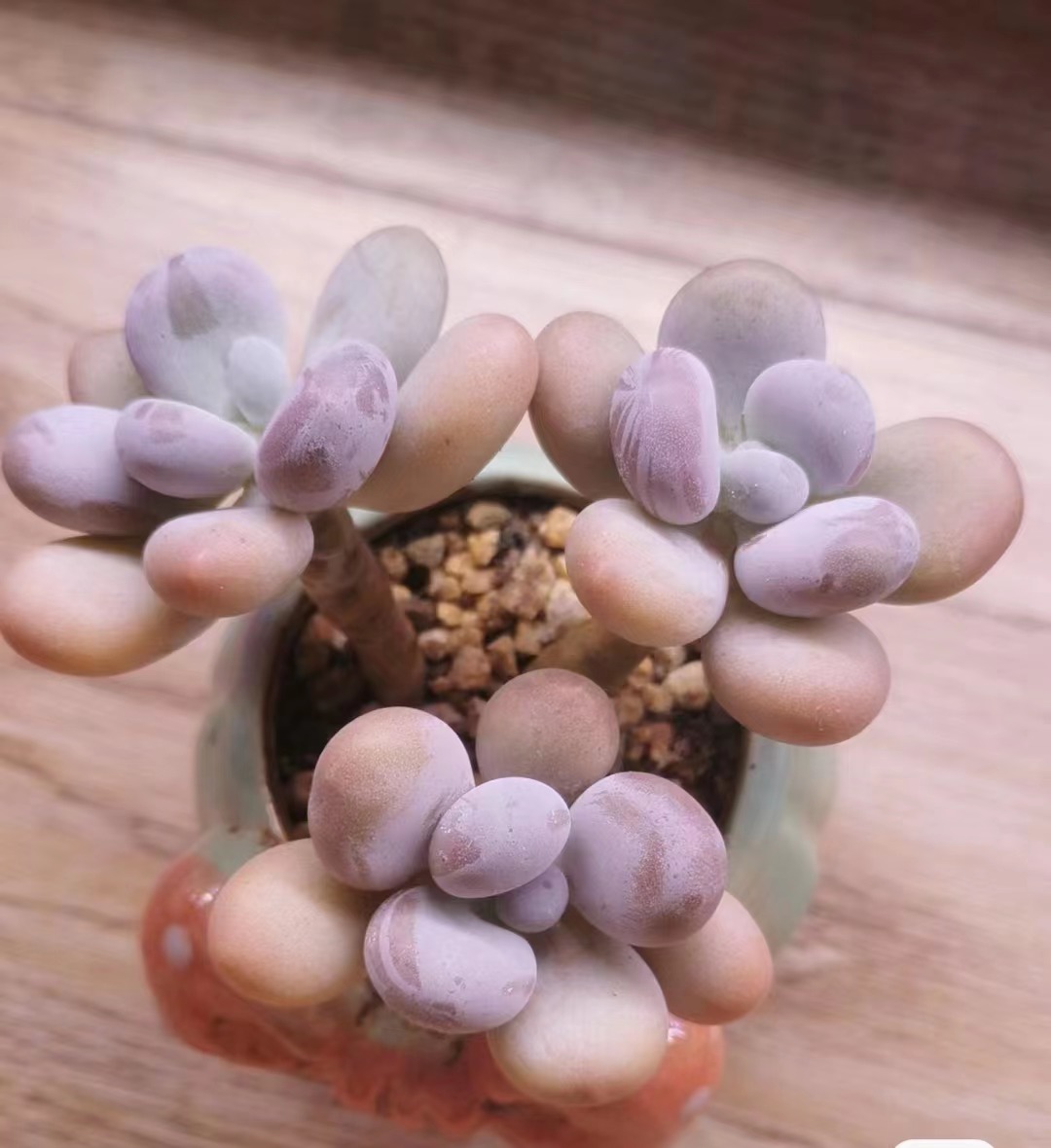 满18元包邮精美多肉灯泡冰魄穴盘5颗（以直播间展示为准）