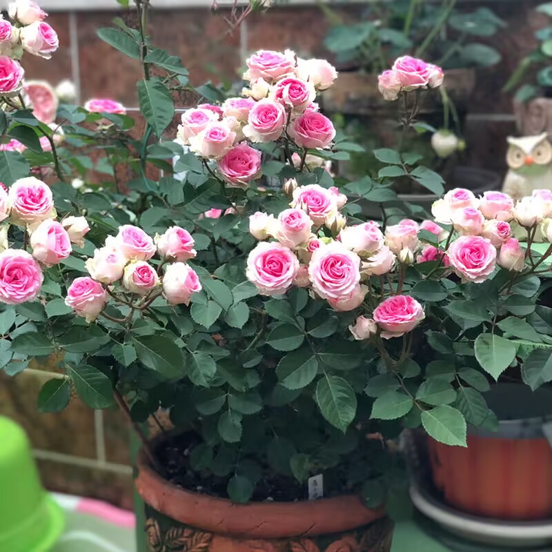 藤小伊四季开花爬藤月季大花苗藤本多花蔷薇阳台藤小伊玫瑰花卉
