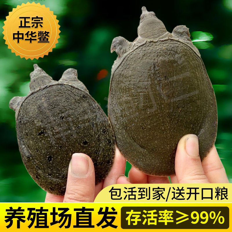 【全规格外塘冷水甲鱼苗】外塘生态鱼不用加氧鳖苗混养养殖易于养殖