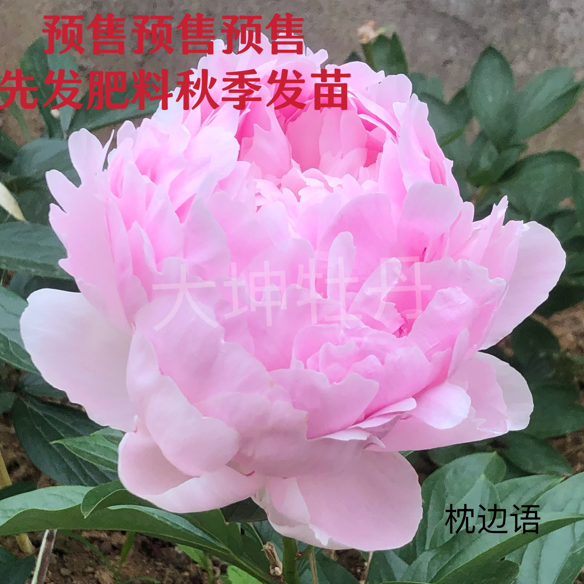 进口芍药【枕边语】