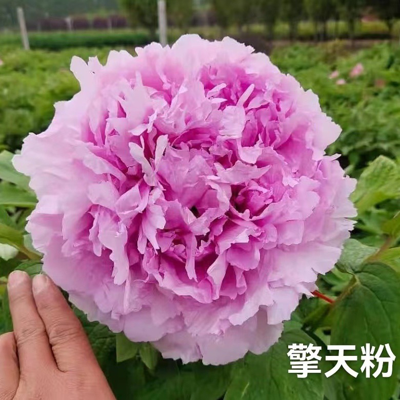 牡丹品种【擎天粉】