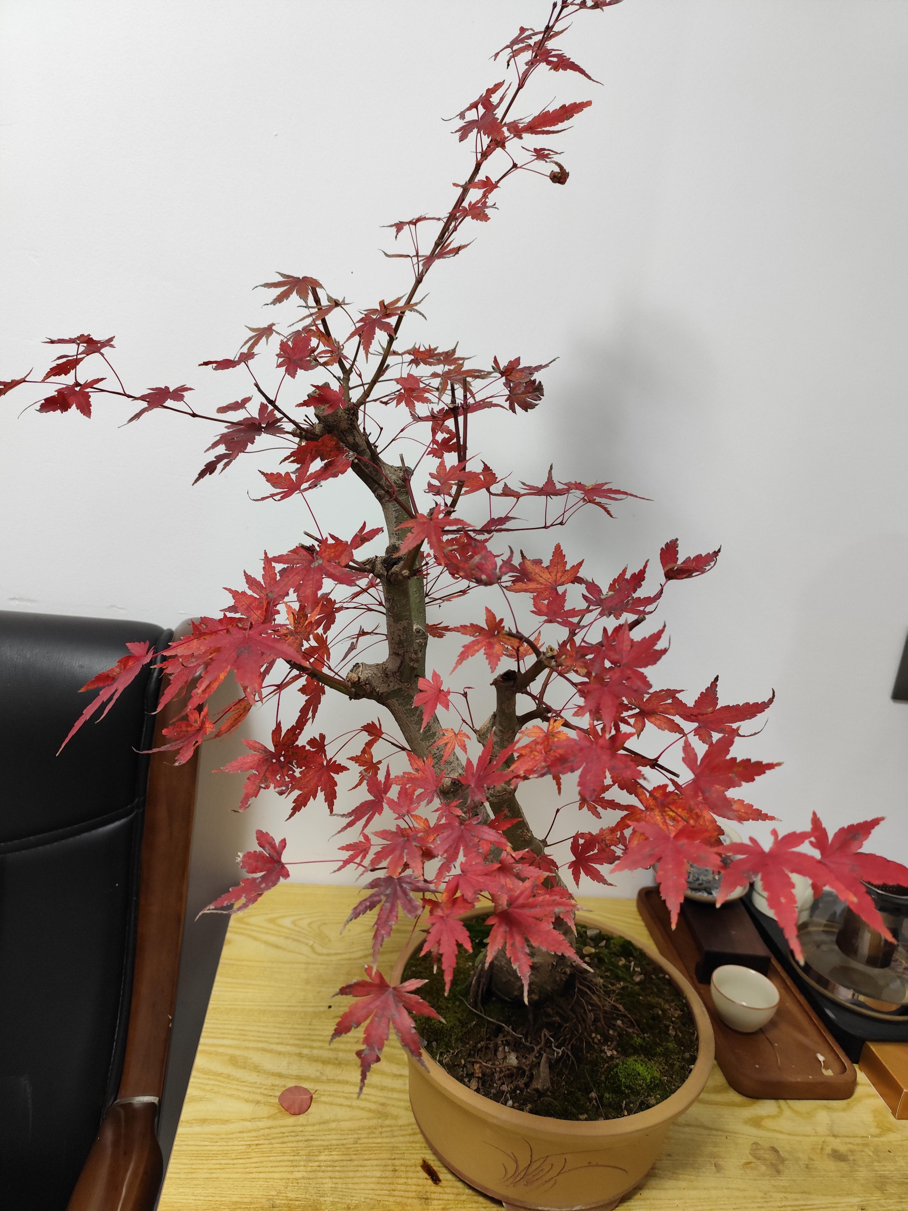 香山红叶黄栌、黄荆等各类盆景