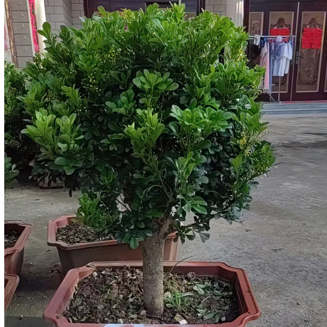 米兰盆景丶老桩型米兰花丶四季米兰花长期开花香规格多易养活