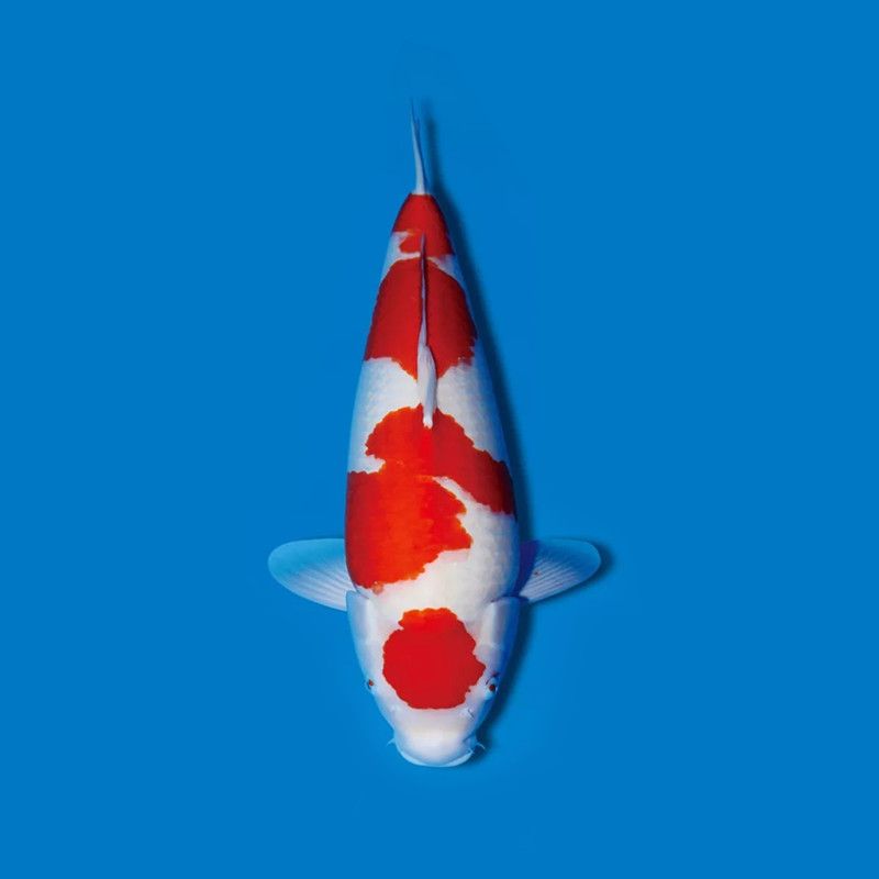 3号直播链接观赏鱼专用冷水鱼耐活锦鲤常温养鱼出售水族观赏鱼