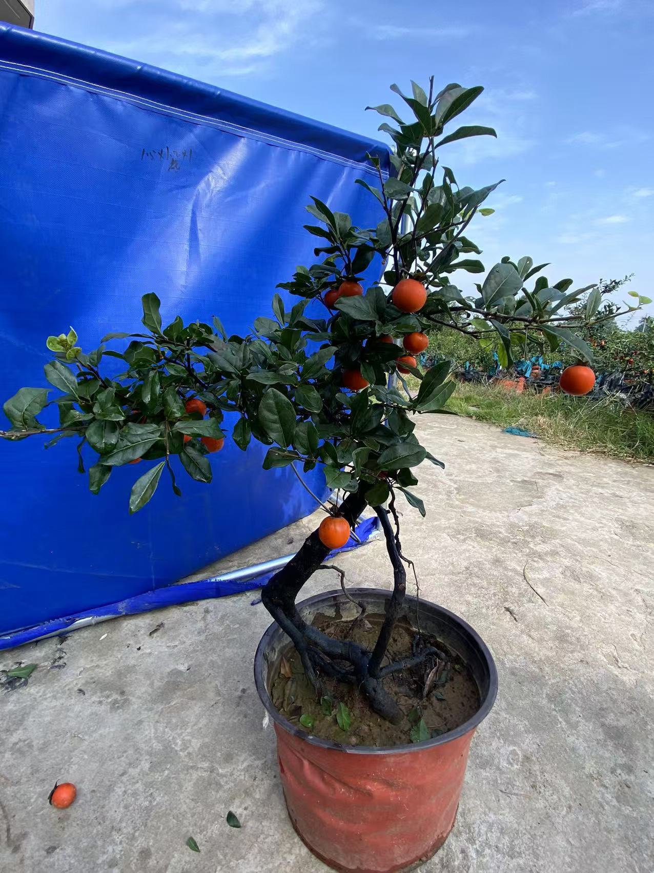 金弹子盆景直播付款用一物一拍