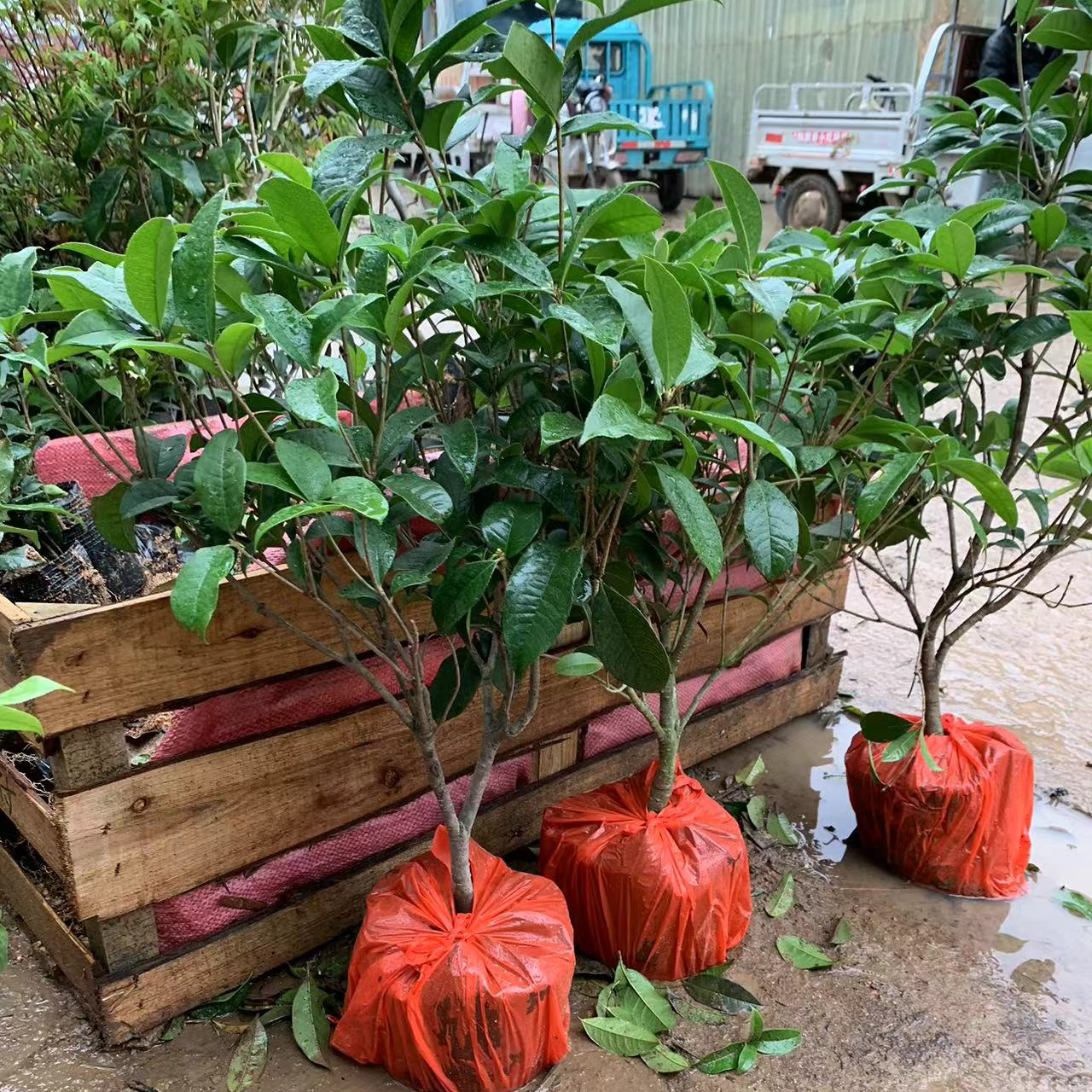 四季桂花浓香盆栽好养树苗金桂耐寒室内庭院地栽阳台绿植花卉室外