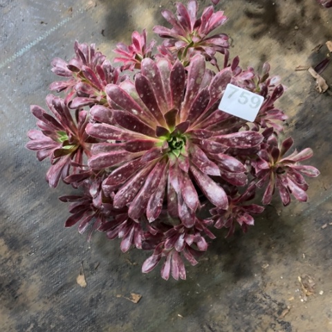 【闪购商品】孔雀759多肉