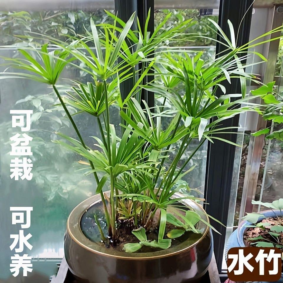 水竹风车草水生水培植物龟水竹盆栽绿植水棕竹鱼缸池塘造景旱伞草