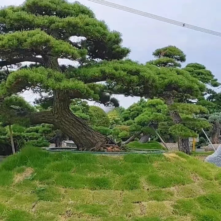 山采黑松 庭院景观 直播间一物一拍