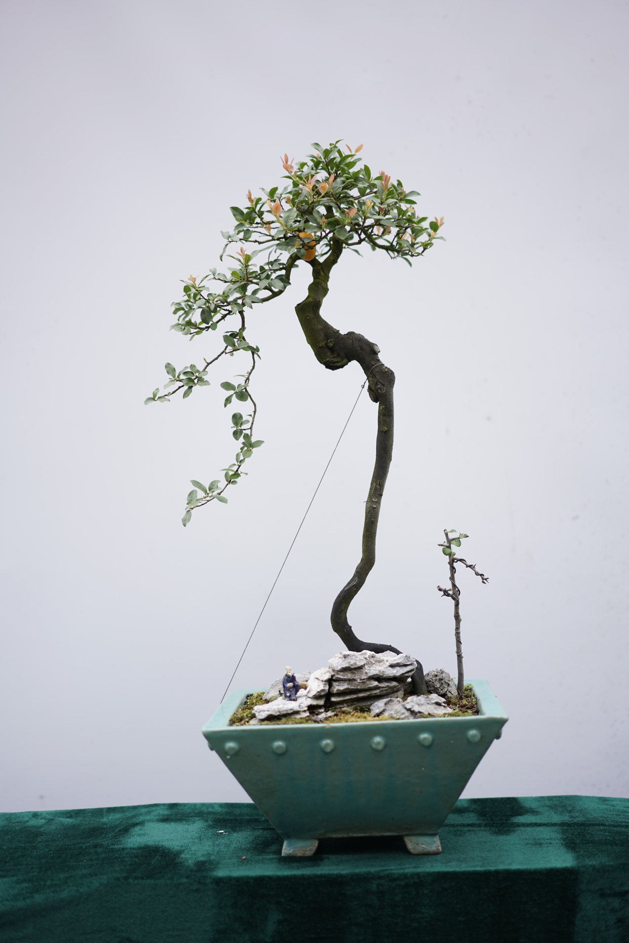 灌木金弹子盆景盆景