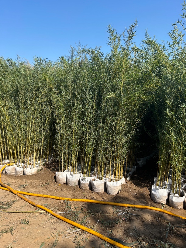 金镶玉竹袋苗黄金竹苗