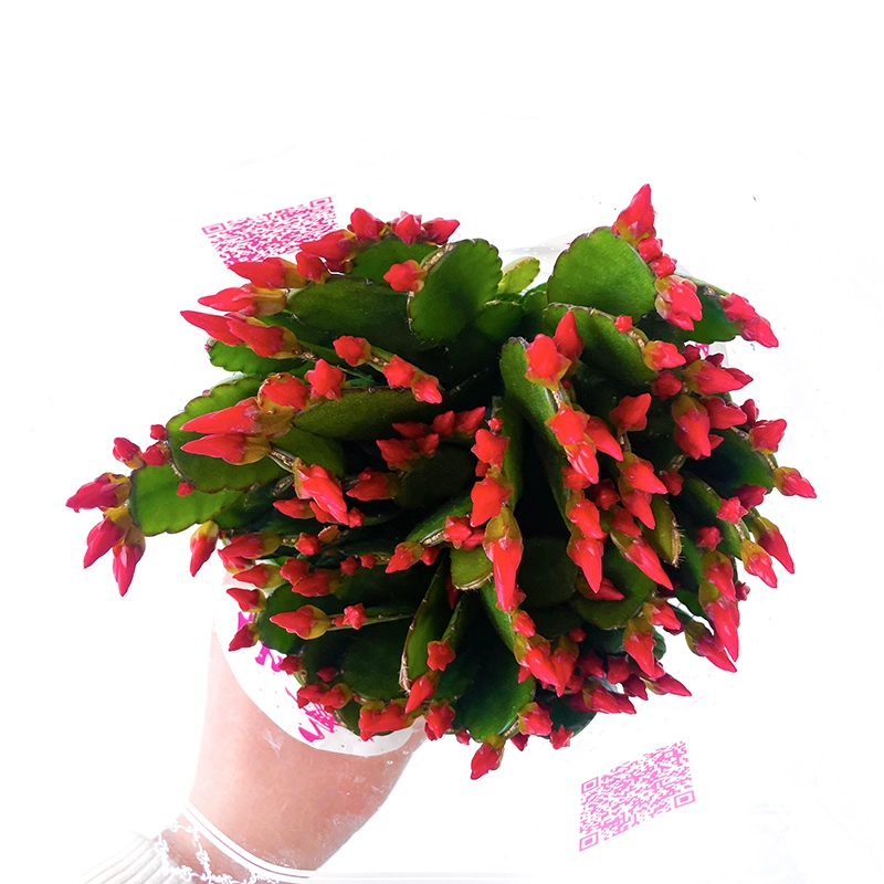 仙指兰昙花型苗盆栽带花苞四季开花不断好养易活室内观花花卉绿植
