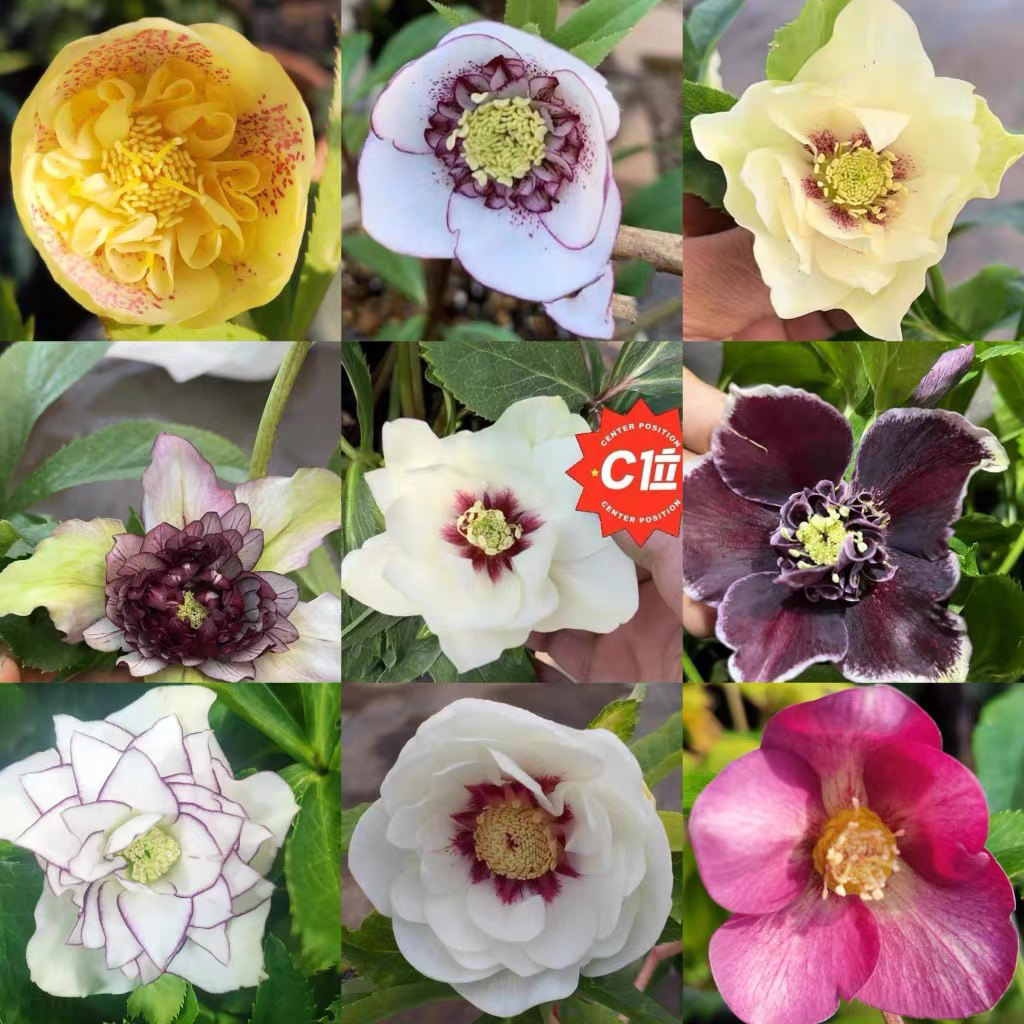 《一物一拍》铁筷子圣诞玫瑰直播链接