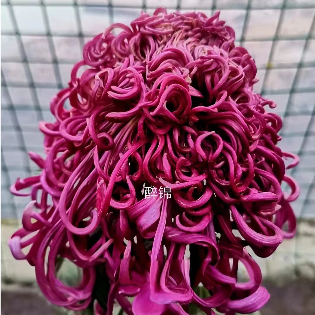 【醉锦】菊花盆栽带花苞发货大花特色花卉绿植