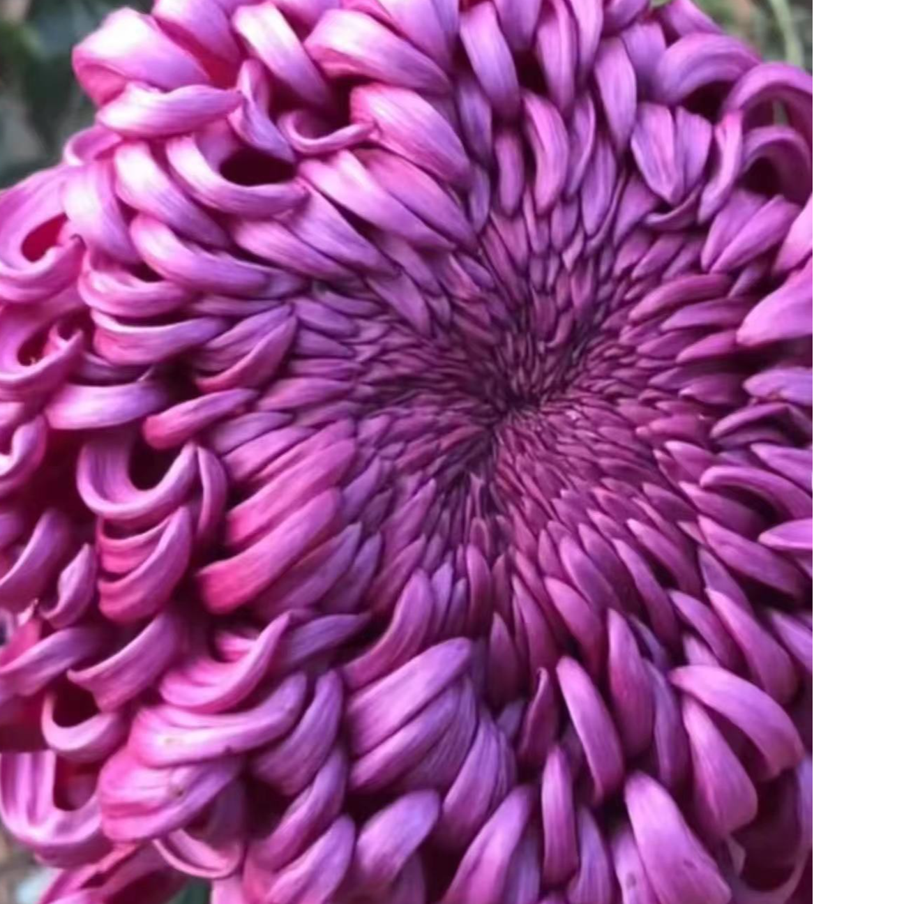 【紫国华】菊花盆栽带花苞发货大花特色花卉绿植