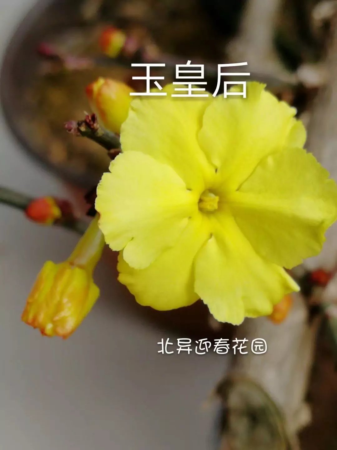 玉皇后迎春花