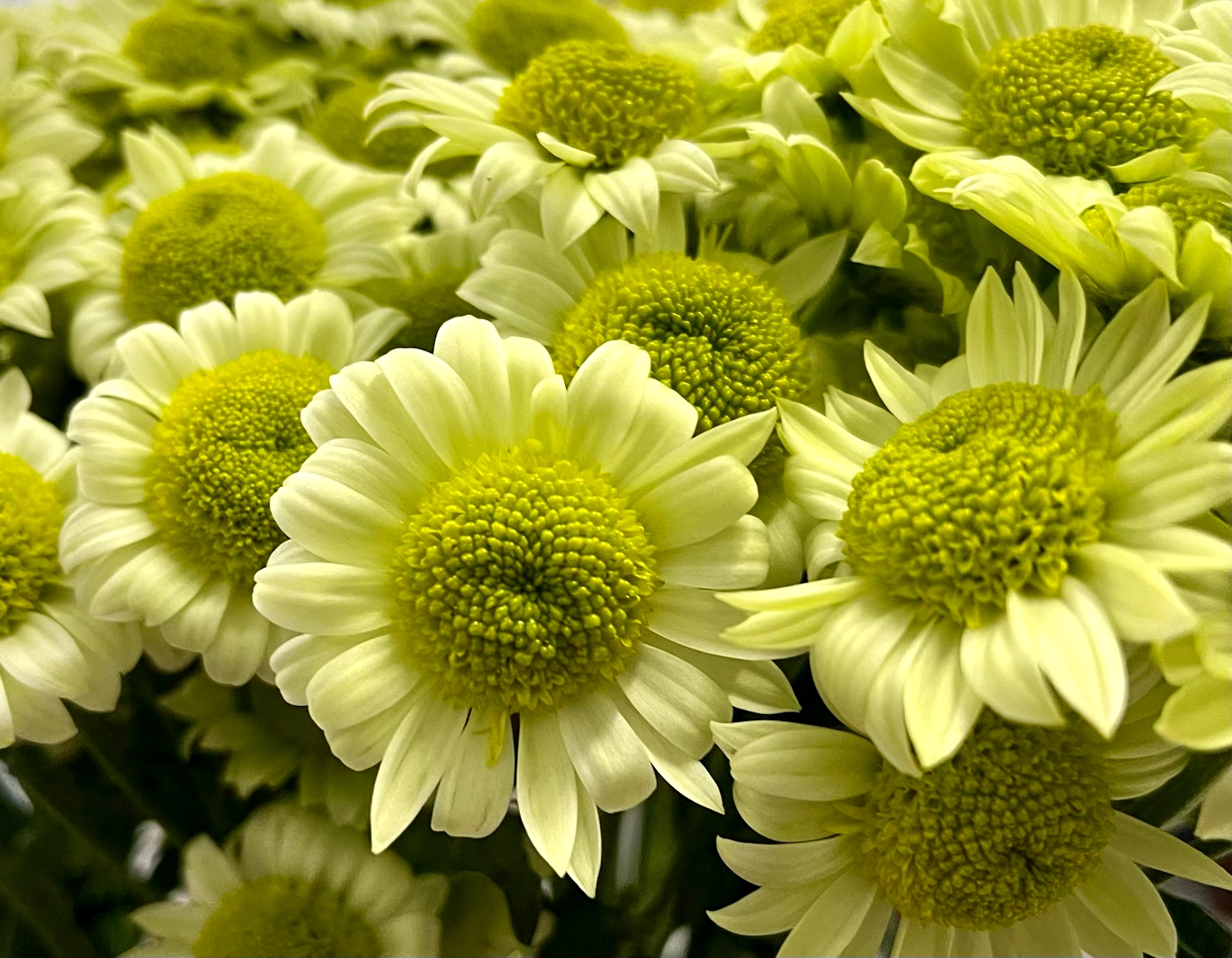 切花菊 抹茶  盆栽  150规格（花期已过，性价比低，慎拍）