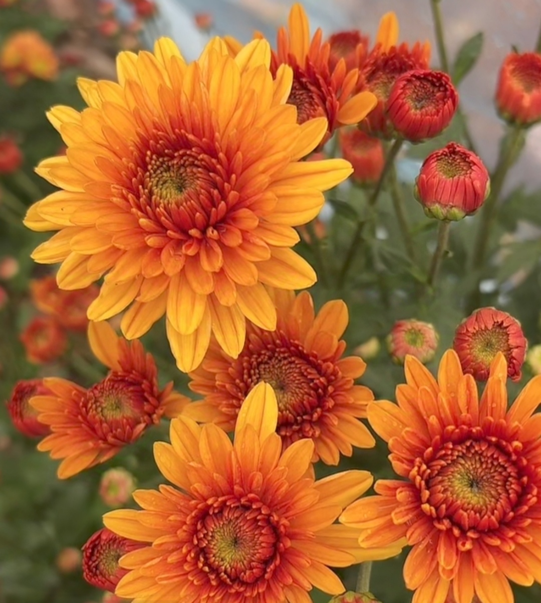 切花菊    金辉  盆栽  150规格（花苗期）