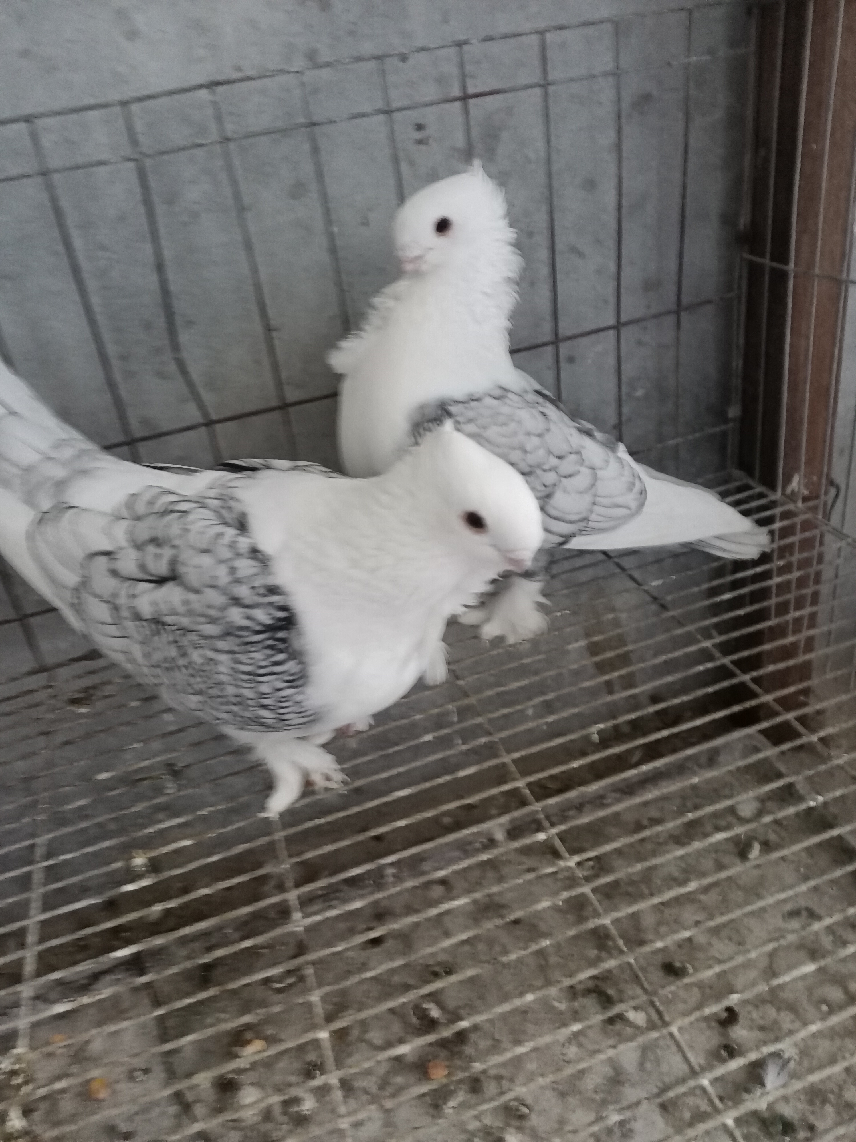 精品细花淑女种鸽