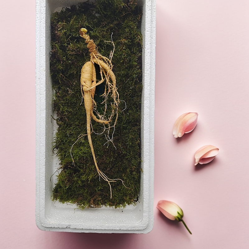 20年以上林下鲜参改价链接