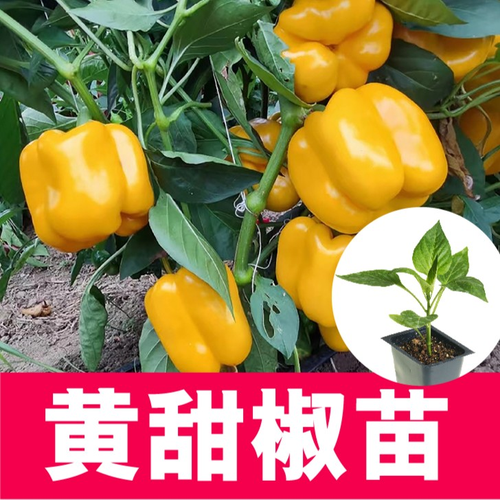 正宗黄甜椒秧苗大果微辣高产红黄绿圆椒彩椒易种四季种植蔬菜秧苗