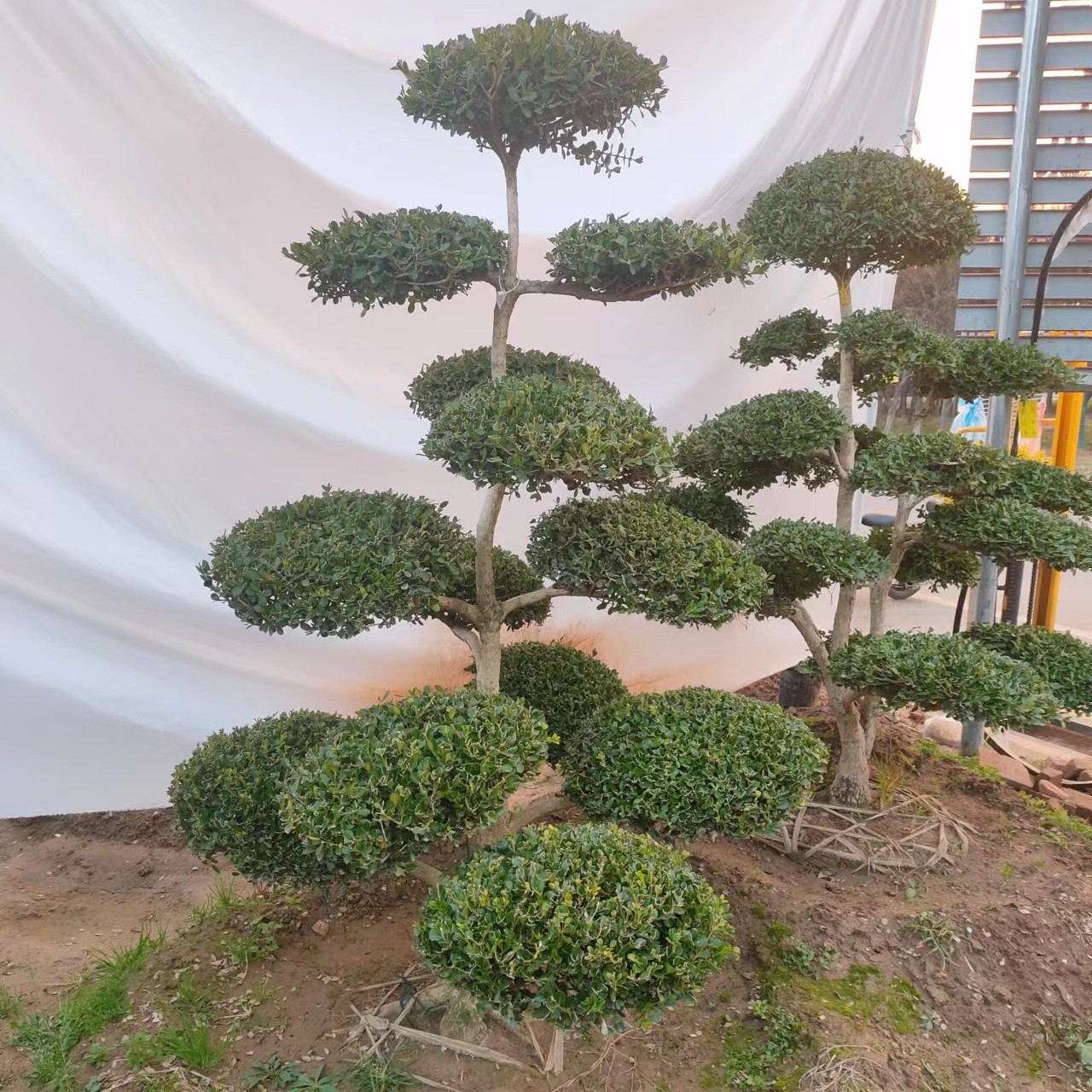 精品造型黄杨 四季长青 耐寒 造型优美庭院阳台植物