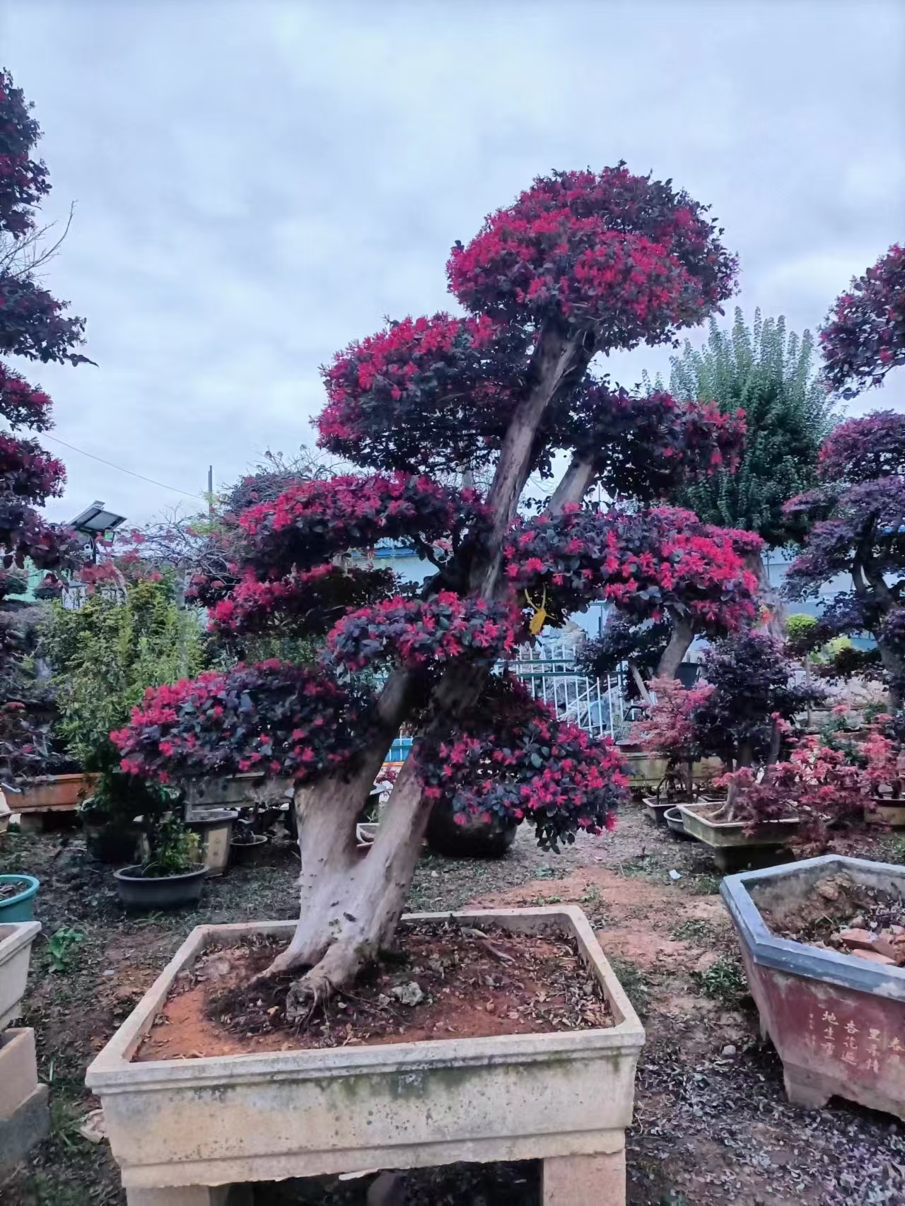 红花檵木老桩盆栽庭院造型树