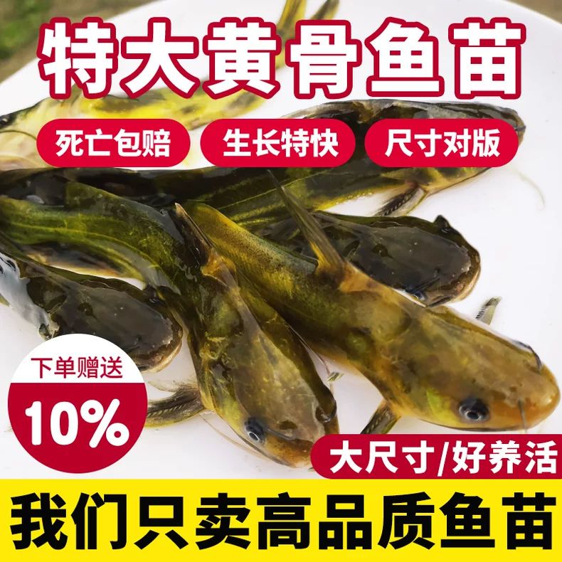 黄骨鱼苗黄辣丁黄颡鱼昂刺黄鸭叫三角峰重庆本地养殖小宠物观赏鱼