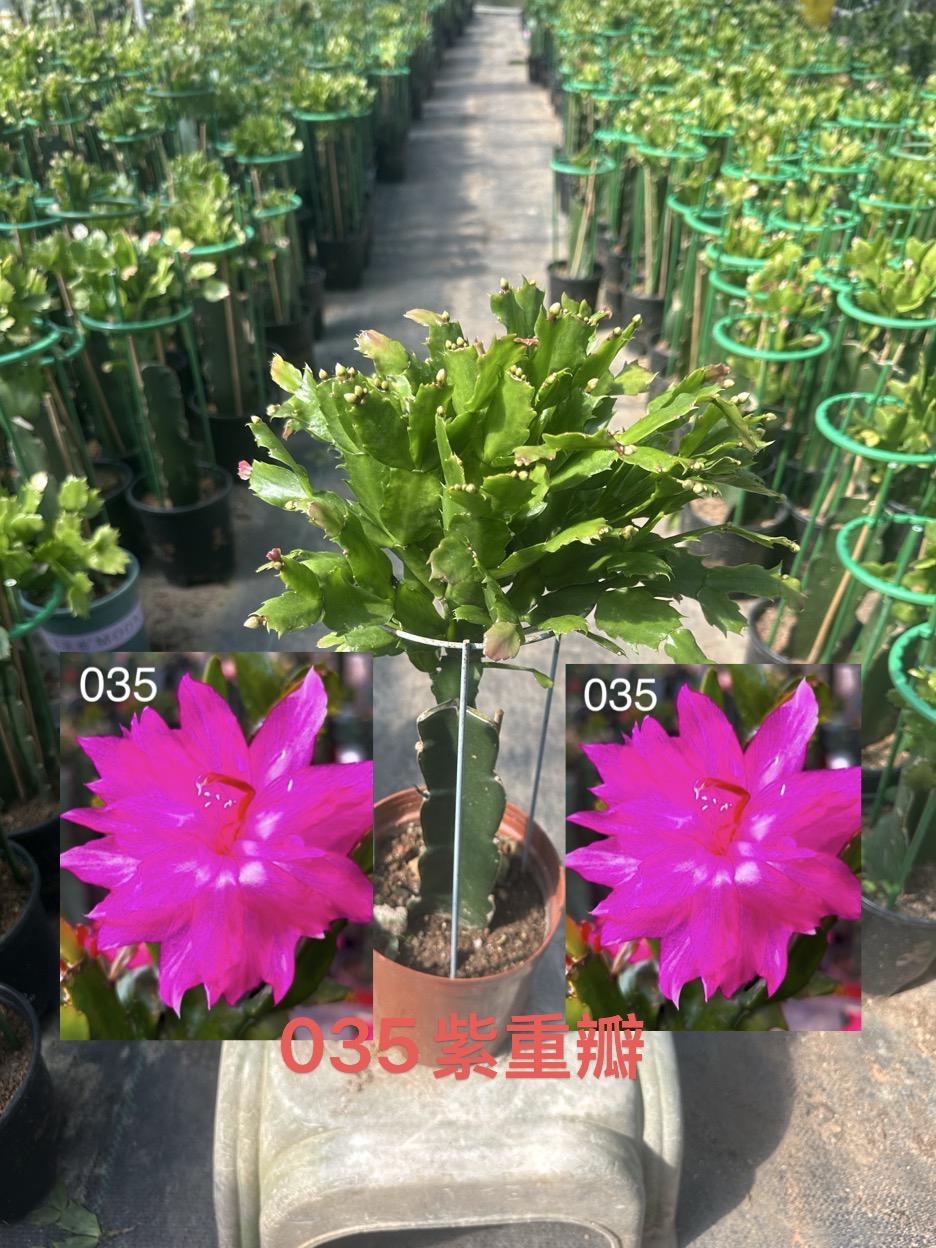 福建发货 嫁接蟹爪兰[紫重瓣]原盆原土带花架