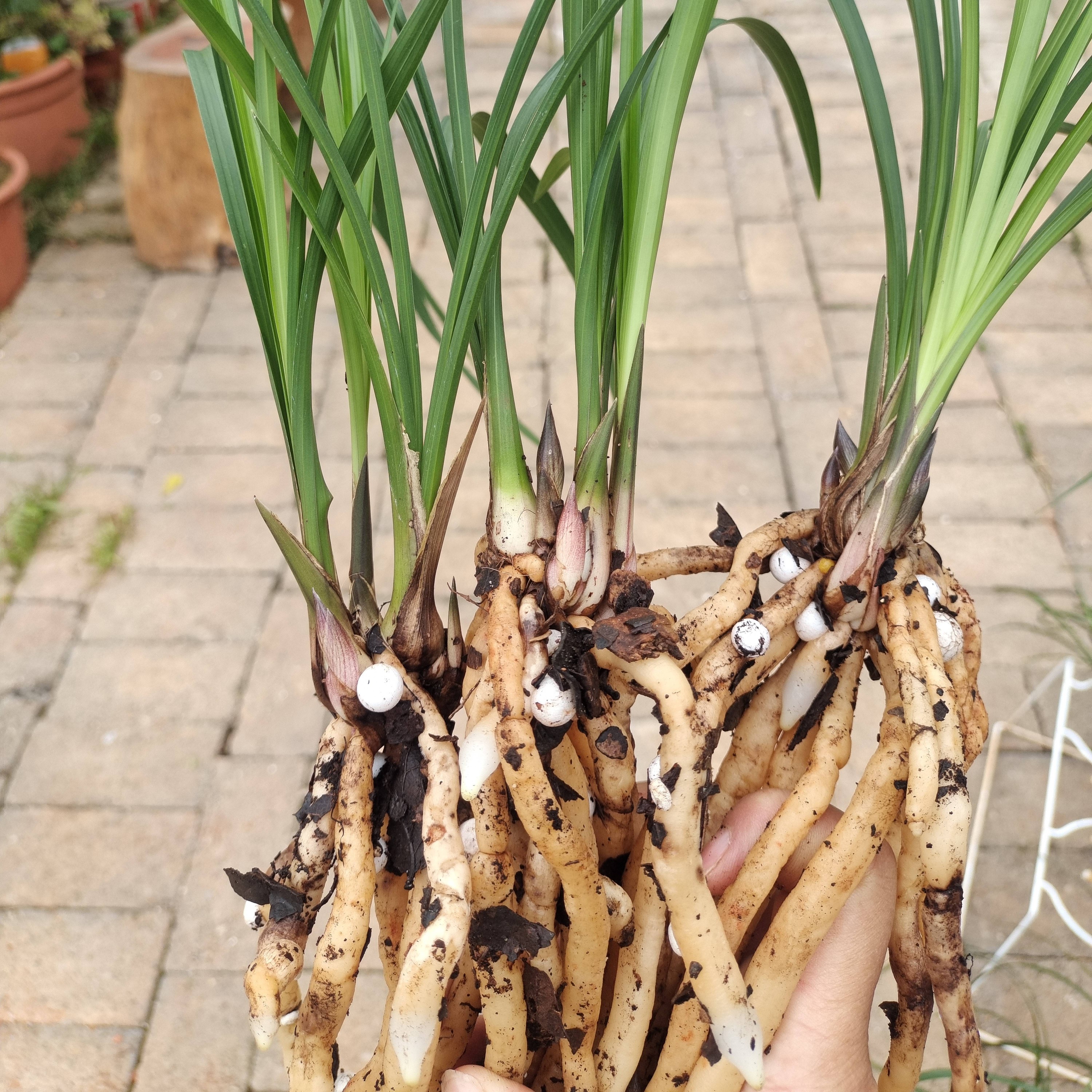 莲瓣兰小胖子200起步，直播间下单窗口一物一拍