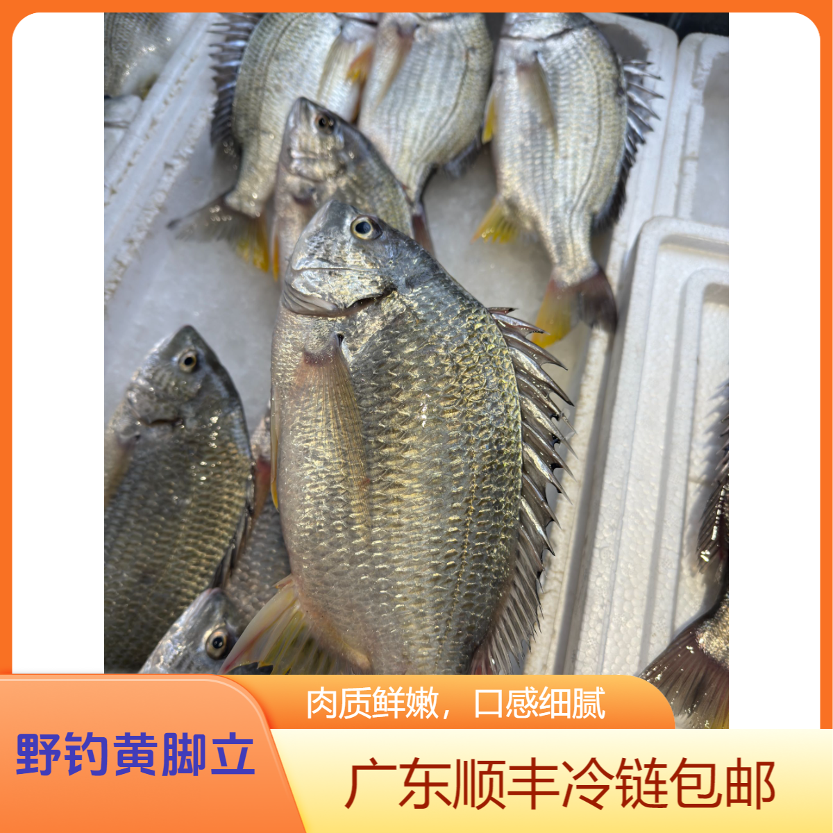 【湛小鲜 】 野钓黄脚立现称现拍 改价链接 顺丰冷链包邮湛江发货