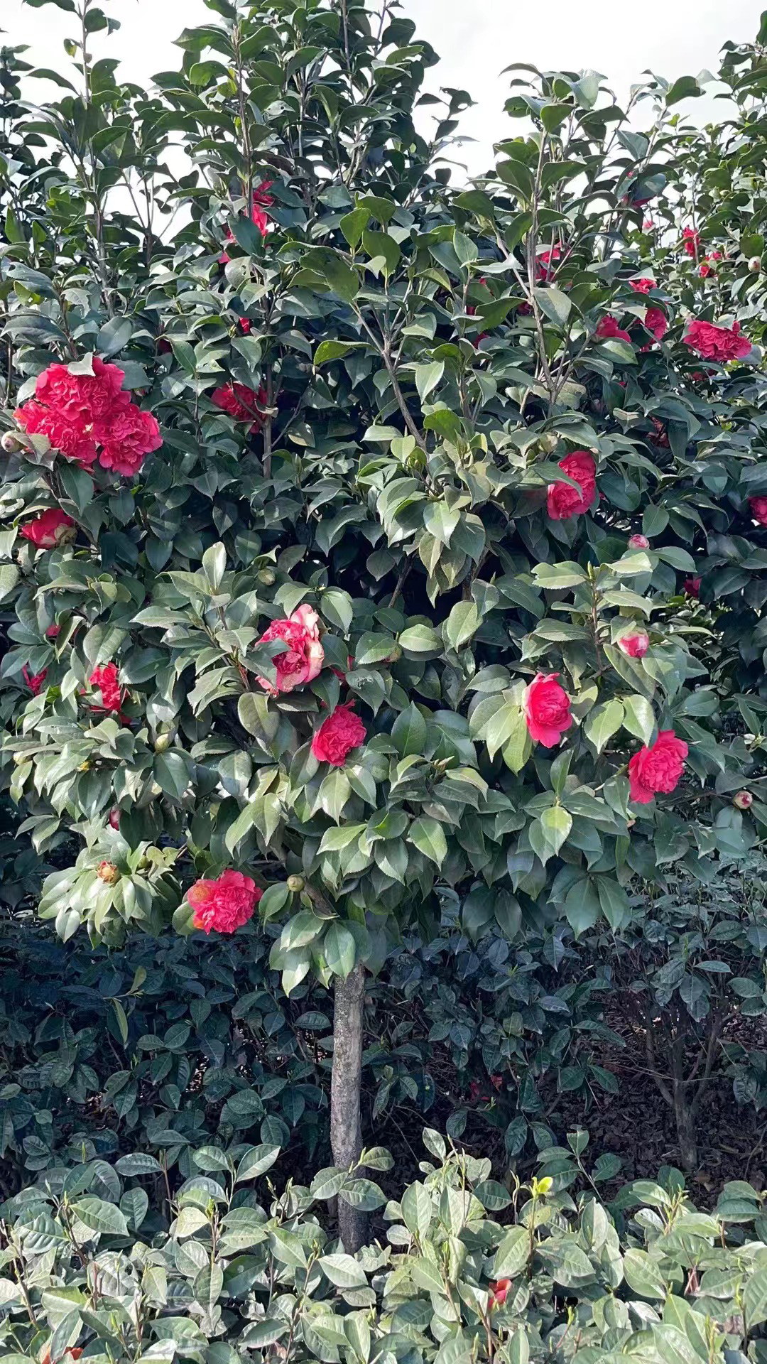 山茶花庭院栽种植物