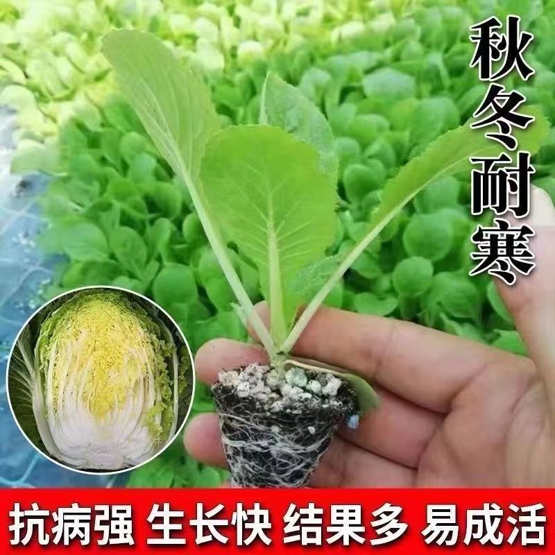 大白菜苗种苗秋冬耐寒移栽秧苗高产种植黄心大白包菜苗带土发货