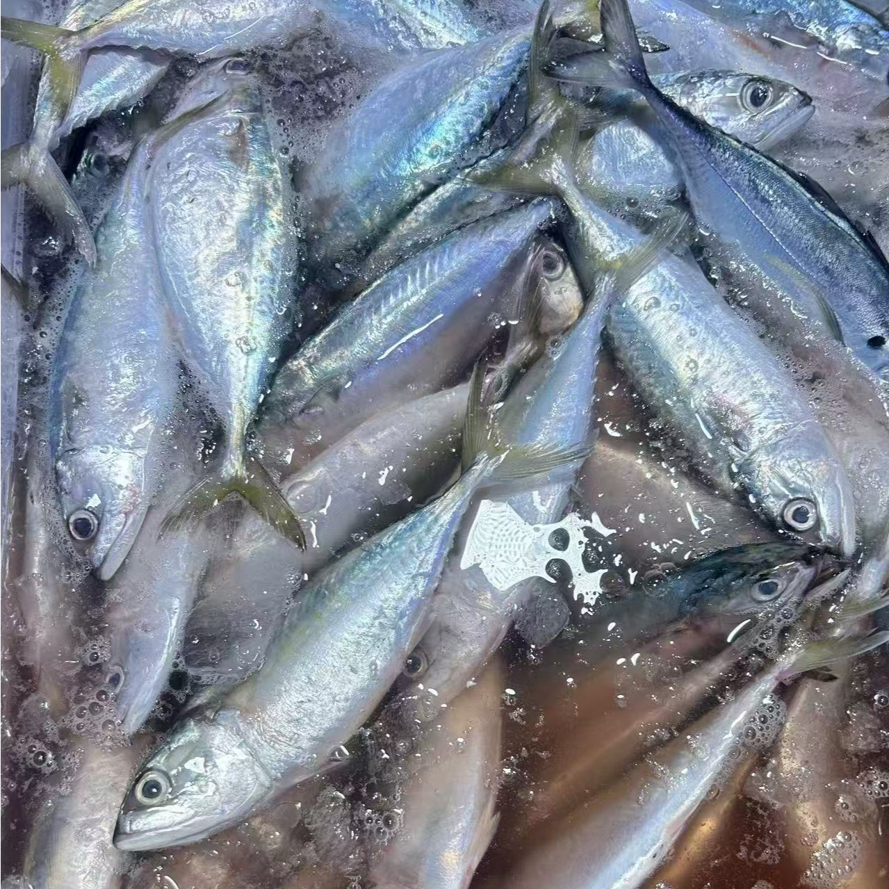 《同城配送》马托鱼