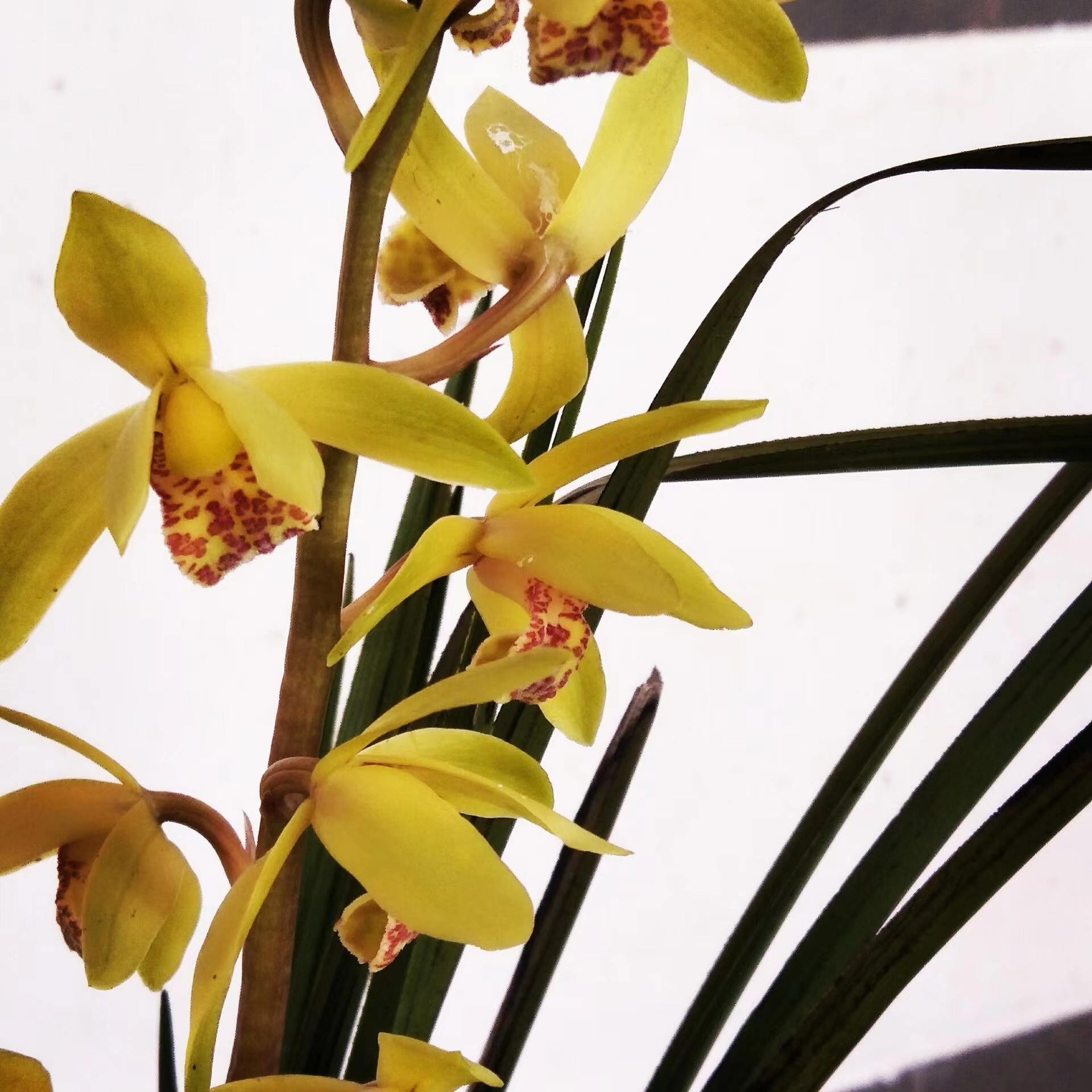 户外培养春兰惠兰，耐旱耐寒易成活，打理简单