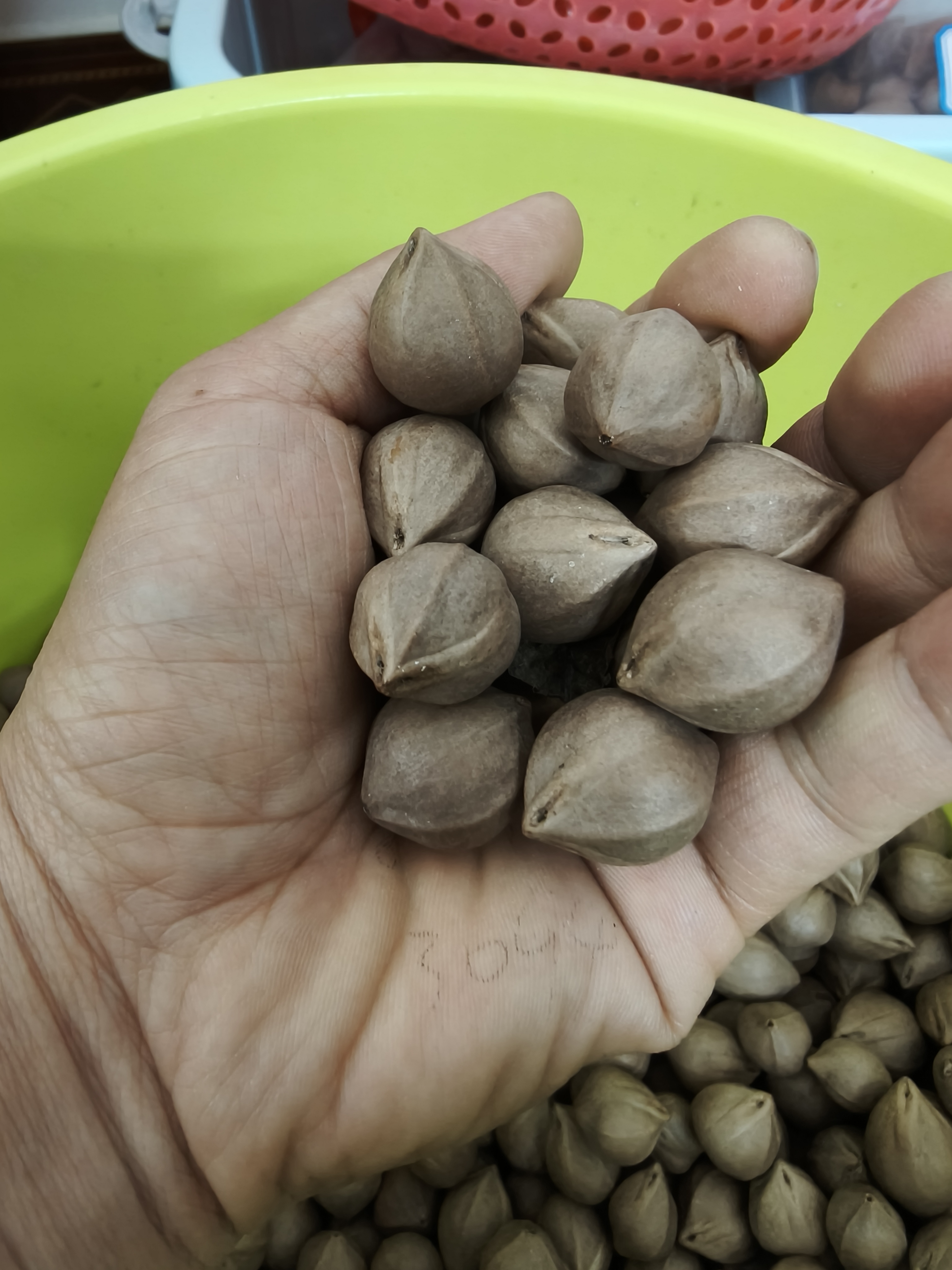 直播间特红料同款1.9橄榄核     15颗