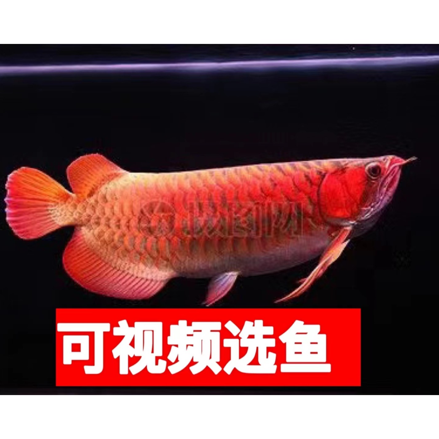 印尼超血红龙25-28公分精选龙鱼